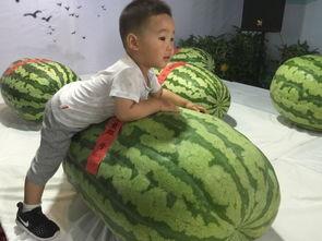 娱乐大事件吃瓜群众,吃瓜群众揭秘大事件幕后真相